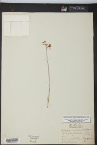 Calopogon barbatus image