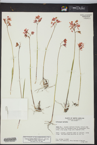 Calopogon barbatus image