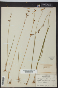 Calopogon pallidus image