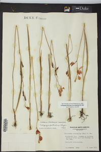 Calopogon tuberosus image