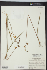 Calopogon pallidus image