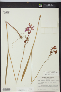 Calopogon tuberosus image