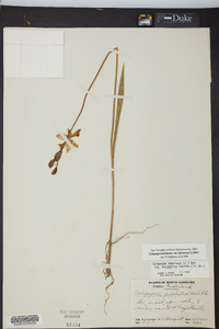 Calopogon tuberosus var. tuberosus image