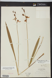 Calopogon tuberosus image