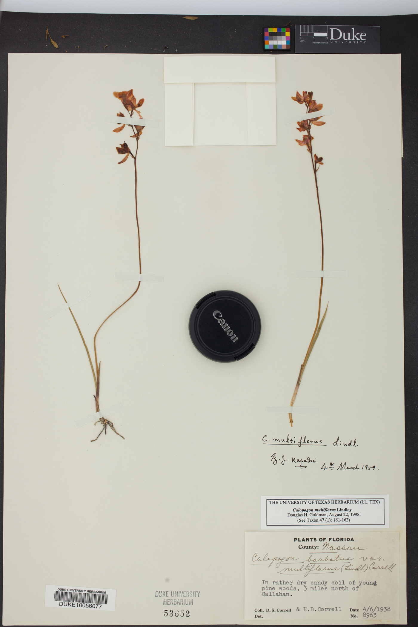 Calopogon multiflorus image