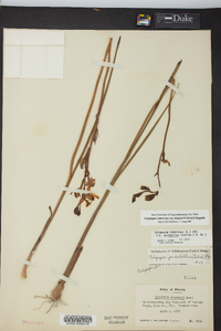 Calopogon tuberosus var. simpsonii image