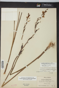 Calopogon tuberosus var. simpsonii image