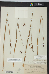 Calopogon tuberosus var. simpsonii image