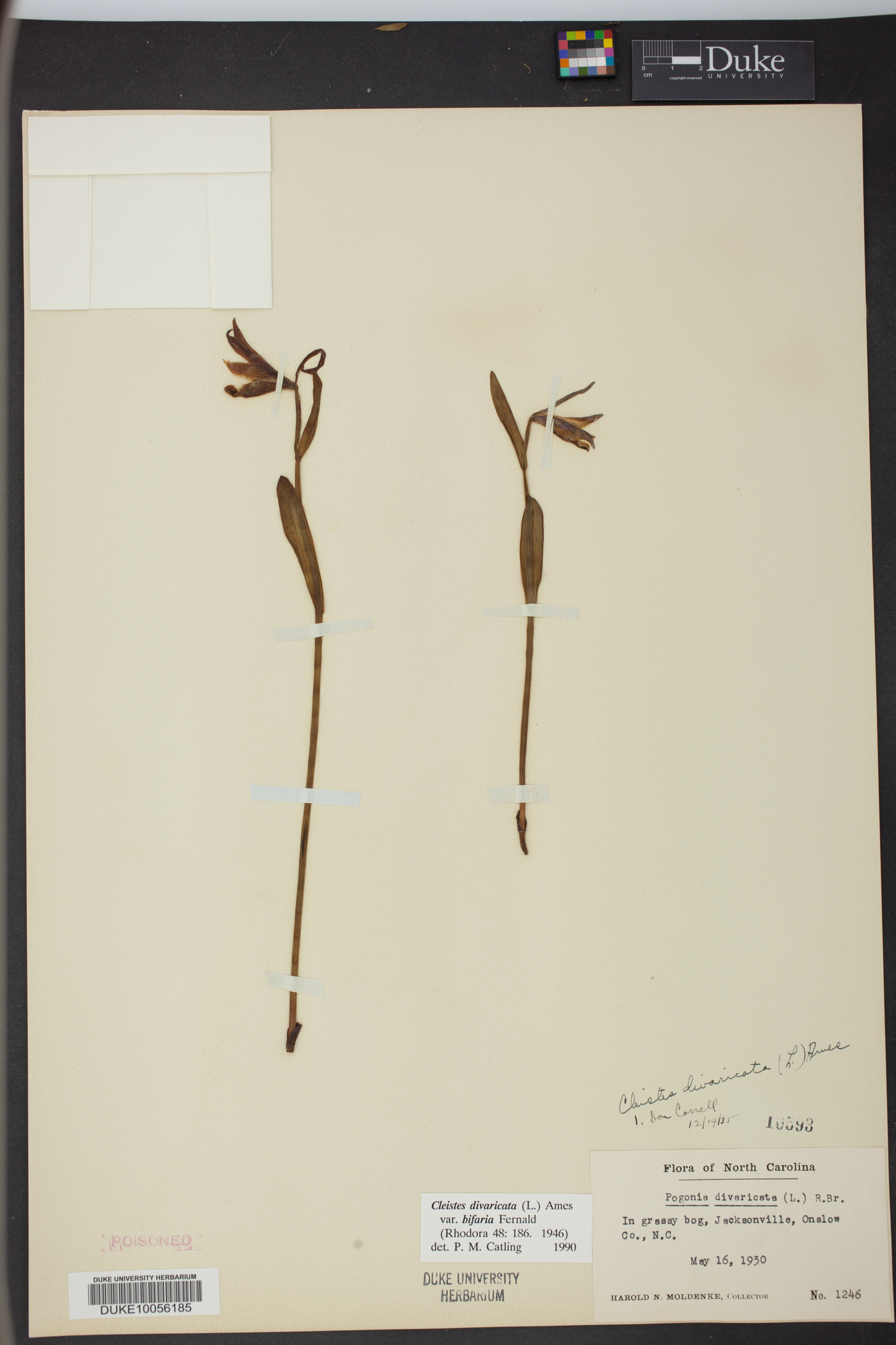 Cleistesiopsis bifaria image