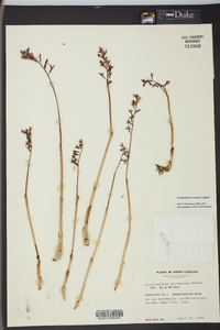 Corallorhiza wisteriana image