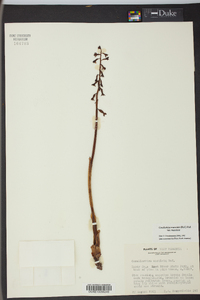 Corallorhiza maculata var. maculata image