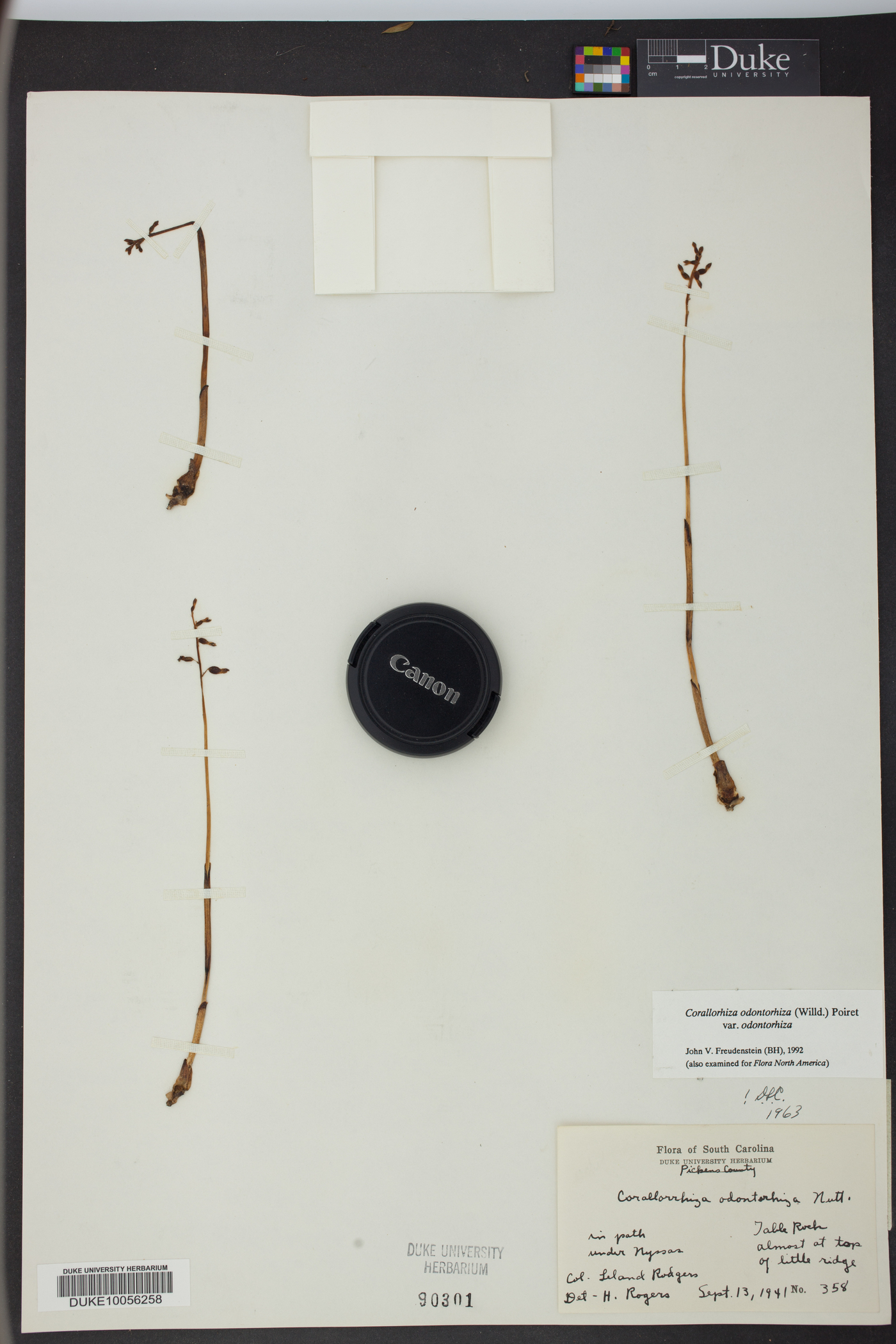 Corallorhiza odontorhiza var. odontorhiza image