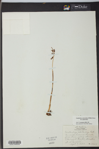 Corallorhiza odontorhiza image