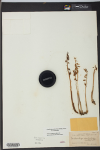 Corallorhiza odontorhiza image