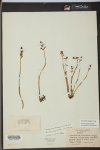 Corallorhiza wisteriana image