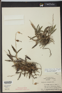 Epidendrum conopseum image