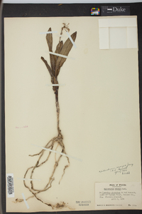 Epidendrum anceps image