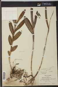 Epidendrum anceps image