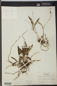 Epidendrum conopseum image