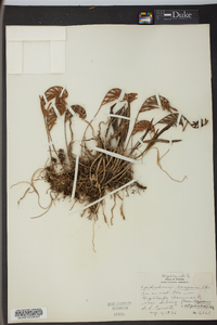 Epidendrum conopseum image