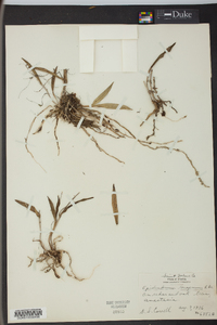 Epidendrum conopseum image