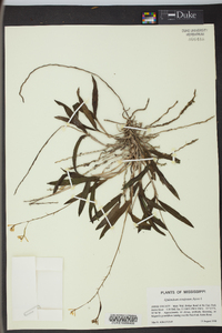 Epidendrum conopseum image