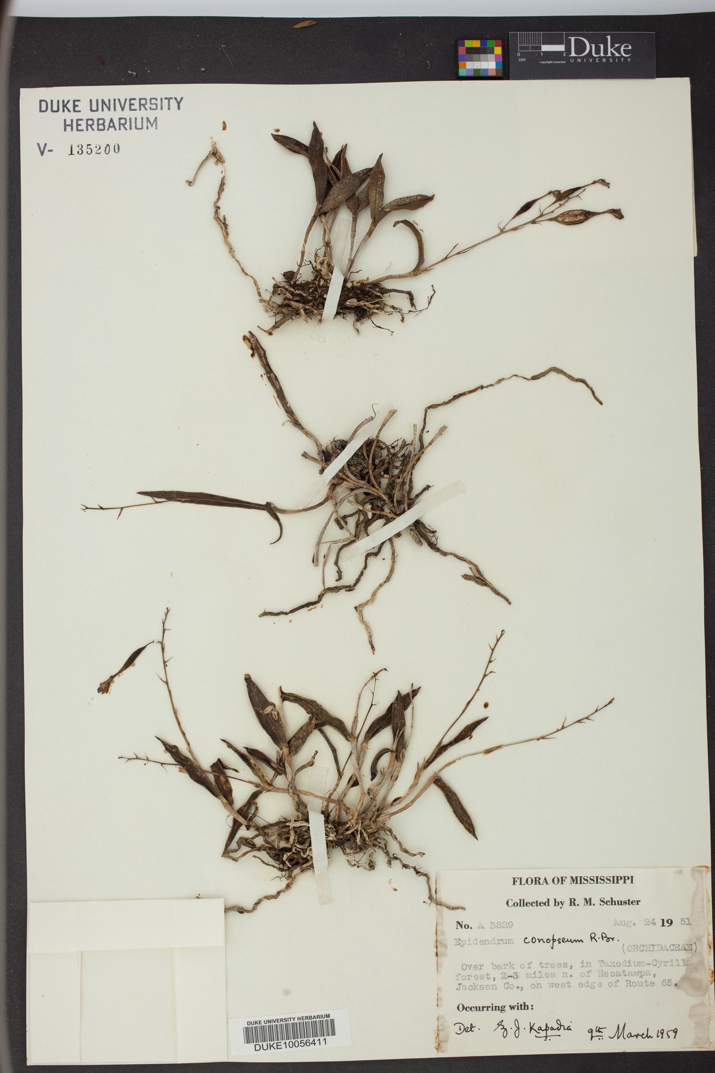 Epidendrum conopseum image