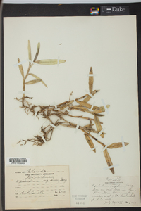 Epidendrum rigidum image