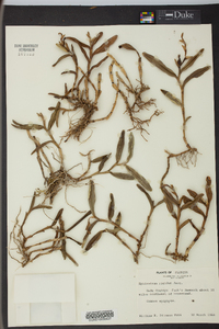 Epidendrum rigidum image