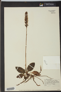 Goodyera pubescens image