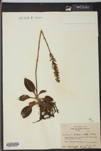 Goodyera pubescens image