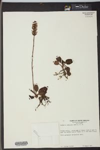 Goodyera pubescens image