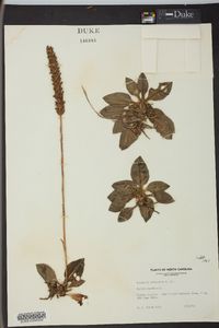 Goodyera pubescens image