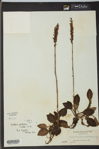 Goodyera pubescens image