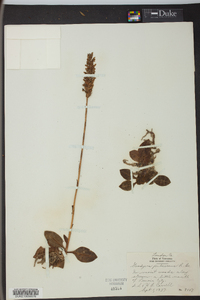 Goodyera pubescens image