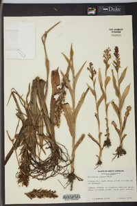 Habenaria repens image