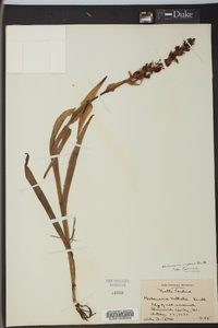 Habenaria repens image