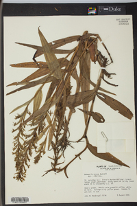 Habenaria repens image