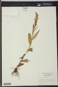 Habenaria repens image