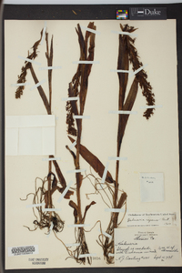 Habenaria repens image