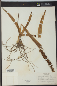 Habenaria repens image