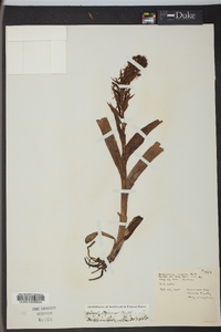 Habenaria repens image