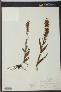 Habenaria repens image