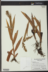 Habenaria repens image