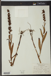 Habenaria repens image