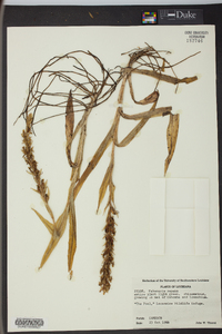 Habenaria repens image