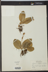 Liparis liliifolia image