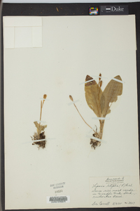 Liparis liliifolia image