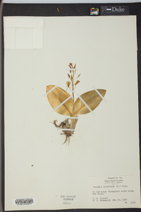 Liparis liliifolia image