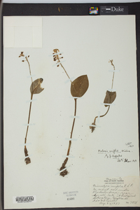 Malaxis unifolia image